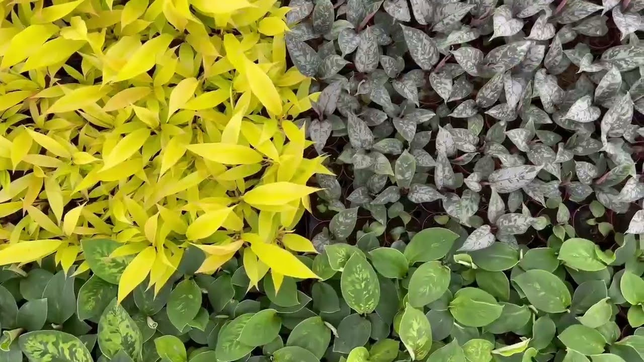 6" Alternanthera Party time  Coollective Plants