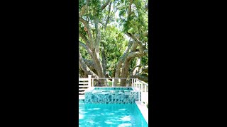 IOP Escapes All Decked Out 4602 Palm Blvd Highlights
