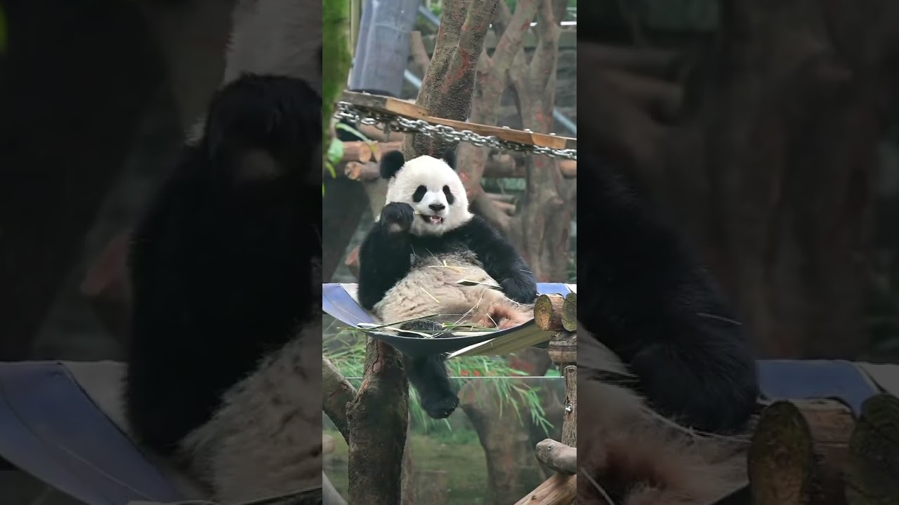 Yu Ai’s Cozy Hammock Feast:Eating Bamboo Like a Relaxed Queen 