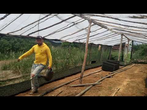 Vídeo: Mitos Sobre O Cultivo De Mudas De Tomate Para Estufas