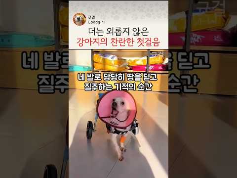 하반신 마비 유기견이 스스로 당당하게 일어서기까지(더는 외롭지 않은  강아지의 찬란한 첫걸음) #강아지 #유기견 #강아지구조 #유기견구조 thumbnail