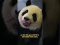Pandas In Macao: The Story Of Kai Kai And Xin Xin | iPanda【Pandas’ World Travel】