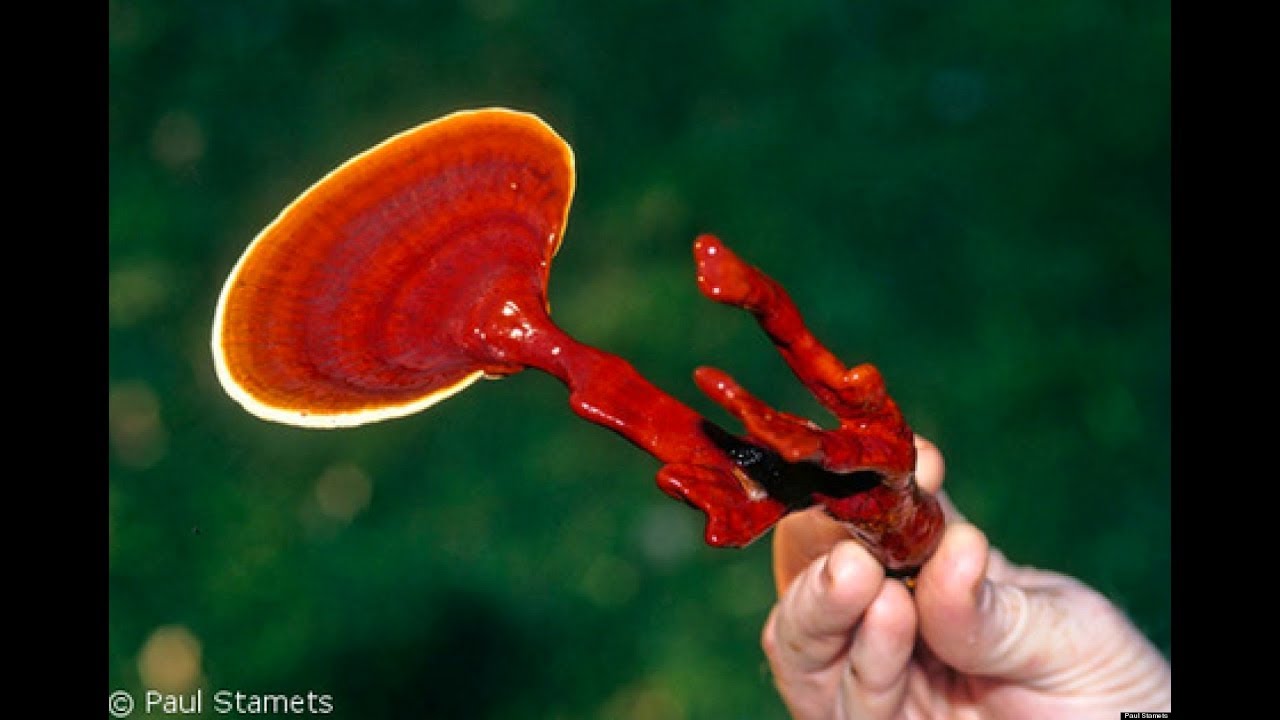 Reishi Lingzhi Mushroom Benefits Asthma, Diabetes, Liver, Hypertension