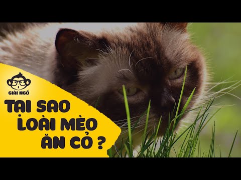 Video: Tại sao Mèo lại thích tắm nắng?