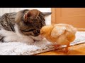 Memories of kitten Coco and tiny chicks