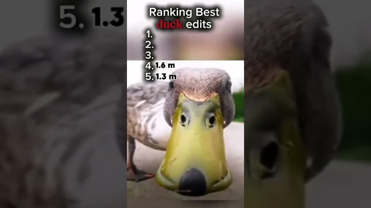 Top 5 🔥 duck edits                 