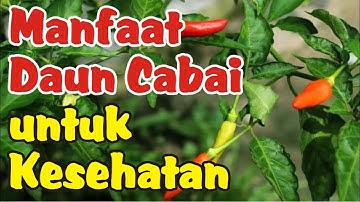 Manfaat Daun Cabai Untuk Kesehatan