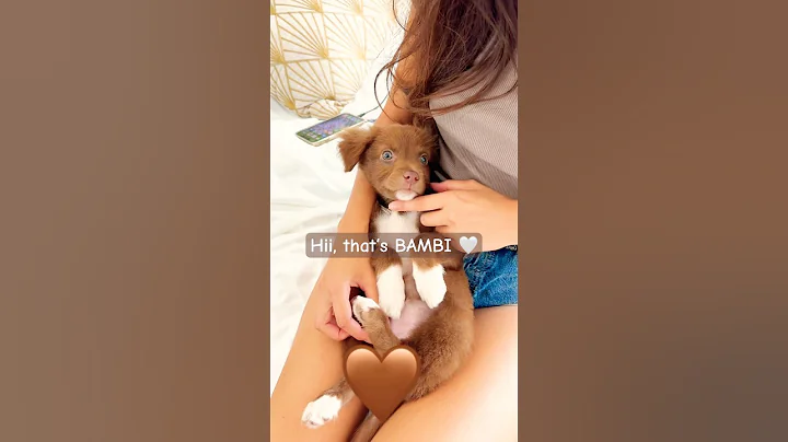That’s just my baby dog 🥺🤍 #dogshorts #puppy #cuteanimals