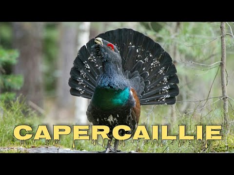 Video: Capercaillie common: beskrywing, foto