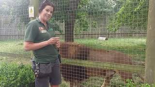 Day in the Life of a Zoo Keeper | CARNIVORES