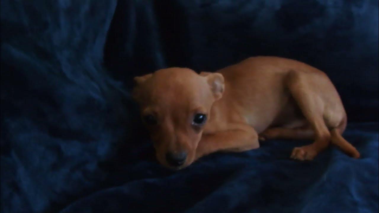 ロシアントイテリア4ヵ月齢2 YouTube