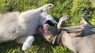 Two Dogs that Truly Love Each other