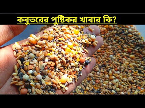 ভিডিও: কবুতর কি খায়?