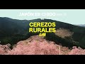 Japón es chido / CEREZOS JAPONESES de la MONTAÑA「Okuyamato Radio ep.2」