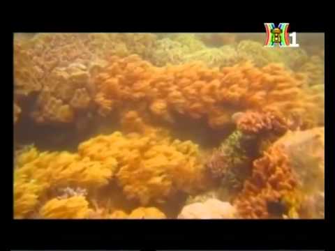 lan bien nha trang New 2022 Lặn Biển Nha Trang