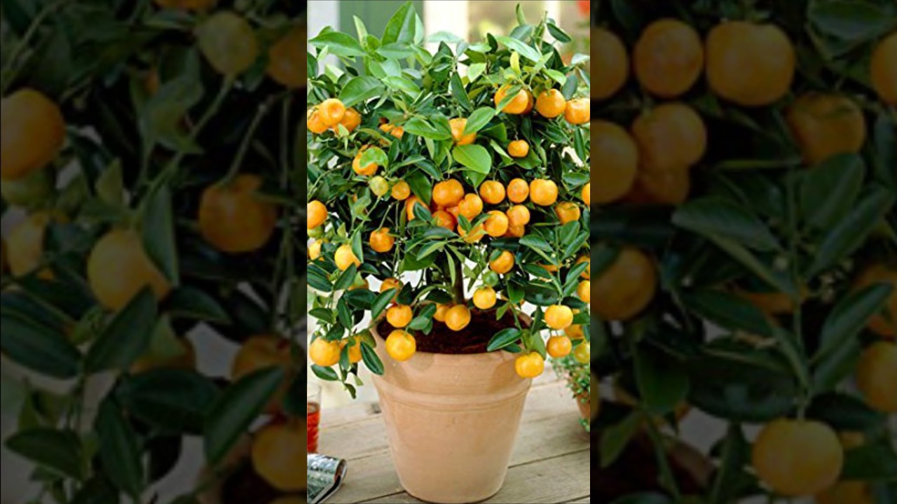 கொத்து கொத்தாக காய்க்கும் டேபிள் ஆரஞ்சு | Table orange plant delivery in chennai 