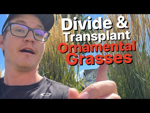 Vídeo: Can You Divide Maiden Grass: com i quan dividir les plantes de Maiden Grass