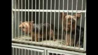 Reportaje Especial Veterinaria La Mascota