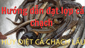 Hướng Dẫn Đặt Lợp Cá Chạch l Hốt Bạc Mùa Nước Nổi, Toàn Chạch Lấu To