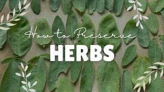 How to Dry Sage at Home | Preserve Fresh Sage Leaves for Tea & Cooking