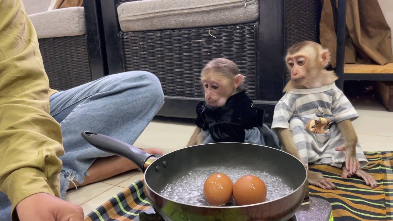 Mom Boil Eggs For Baby Monkey Bryan And Icy. They Eat Look Cute. - YouTube