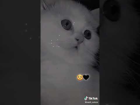 أجمل قطط كيوت اللهم صل وسلم على سيدنا محمد عدد ما ذكره الداكرون وغفل عنه غافلون