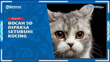 Miris! Bocah Kelas 5 SD di Tasikmalaya Meninggal karena Depresi setelah Dipaksa Setubuhi Kucing