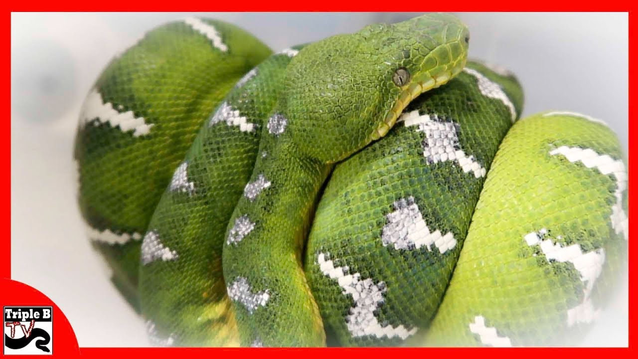 green tree python for sale uk ZOO DREAMS
