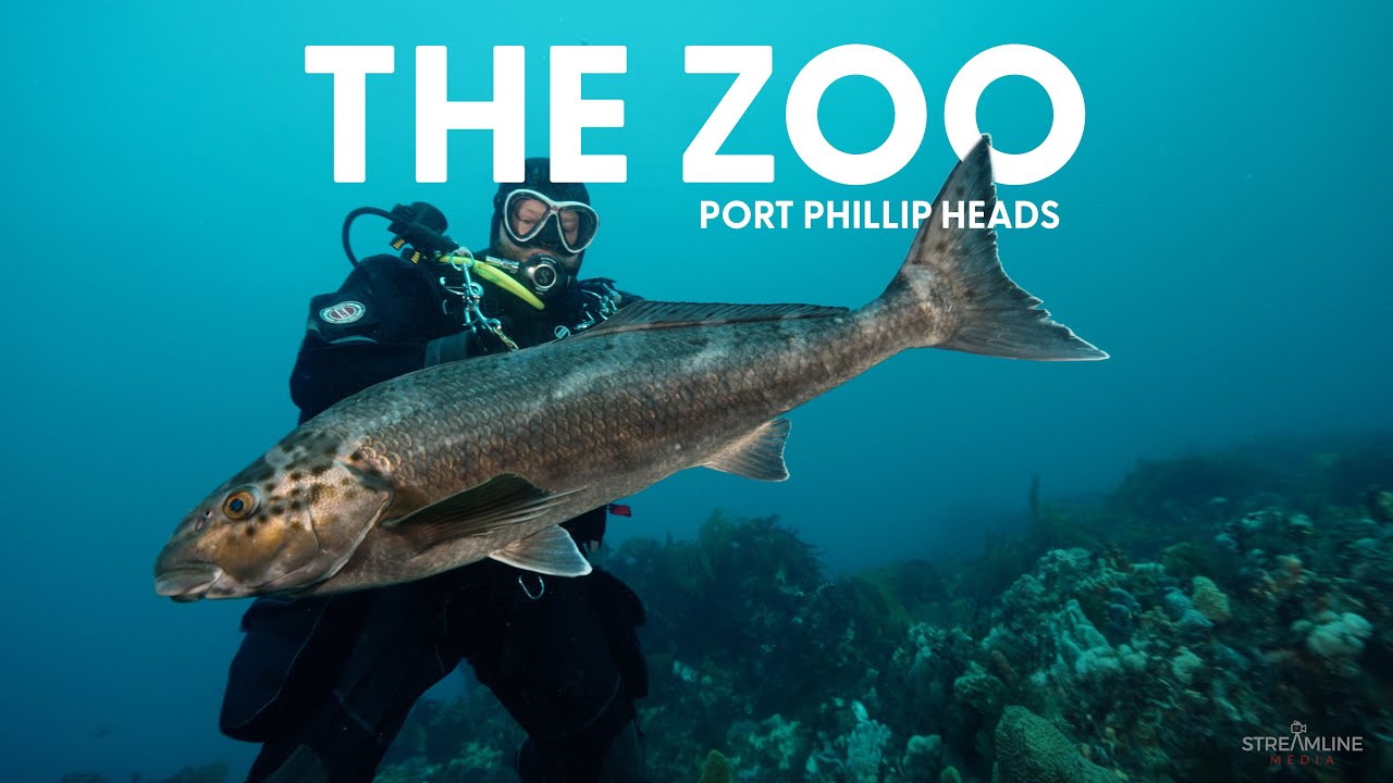 The Zoo -Dive site Port Phillip Bay