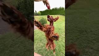 Jump Up SLOW MO  #irishsetter #dog #shortsvideo