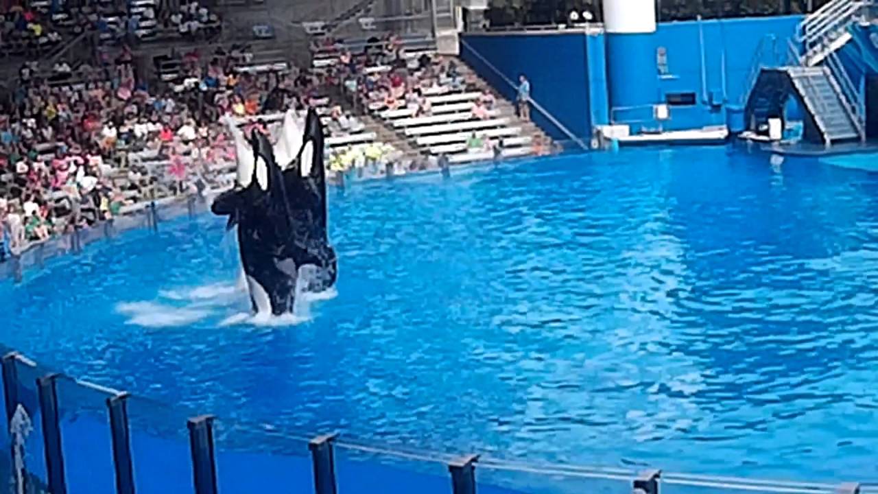 Seaworld | Orca Show | Florida | Orlando - YouTube