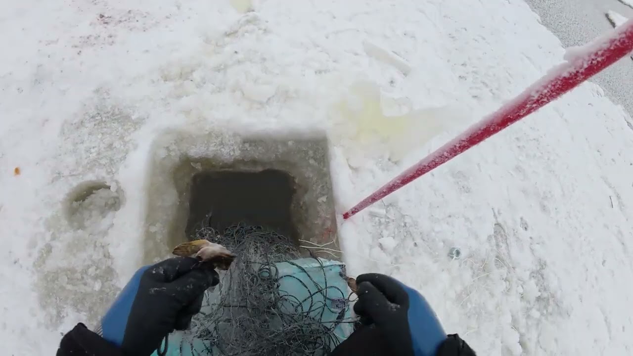 Talviverkot. Ahti tarjosi hopeakylkisiä