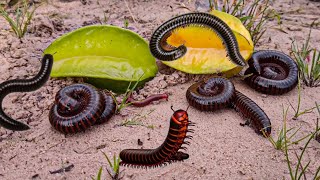 Millipede Crawl On Crash Meet Star Fruit But It Dont Eat Start Fruit