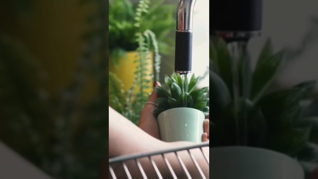 Watering Houseplants In Winter 