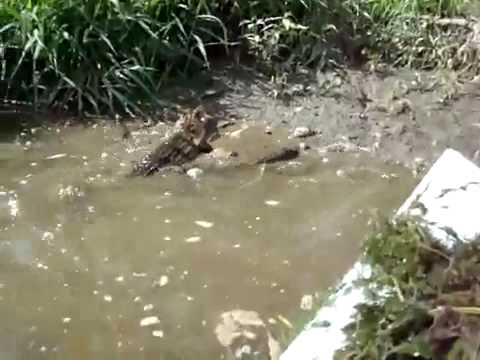 Wideo: Obejrzyj Wideo Tego Gigantycznego Aligatora