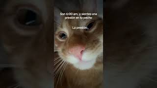 JAJAJA la mejor alarma y gratis #cats #michis #gatitos