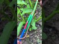 Experienced electrician's live wiring techniques#Wire connection method