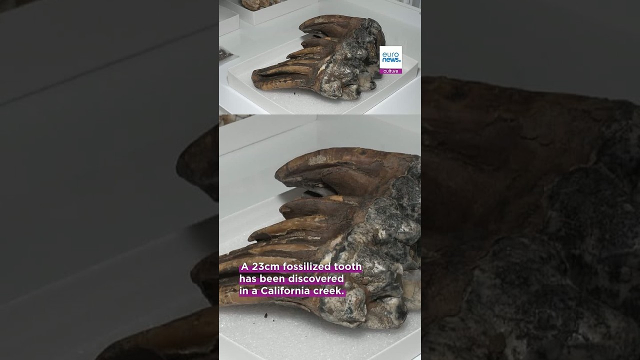 A tooth from the Ice Age: Mastodon fossil found in San Francisco Bay Area