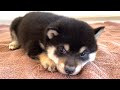 国宝級に可愛い豆柴の子犬がこちらです(生後20〜34日)