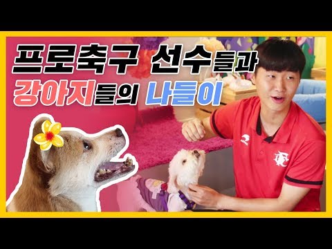 [부천FC1995] 유기견 산책봉사 '함개걷개' 세 번째 방문