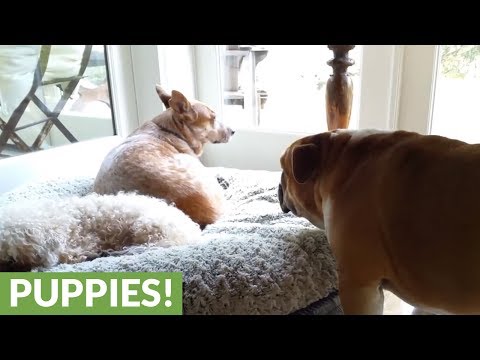 Video Bulldog throws temper tantrum for his stolen bed