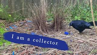 Satin Bowerbird filmed by Aura Parker in Sydney Dec 2023