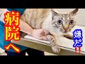 【病院】急な体調不良で病院に行くムードを察知した元野良猫ジルベール