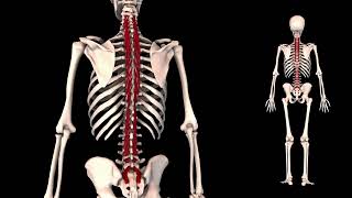 Musculus Multifidus?