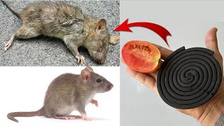 Get rid of rats mice And Rats in your house | Home Remedies to Get Rid of Mouse