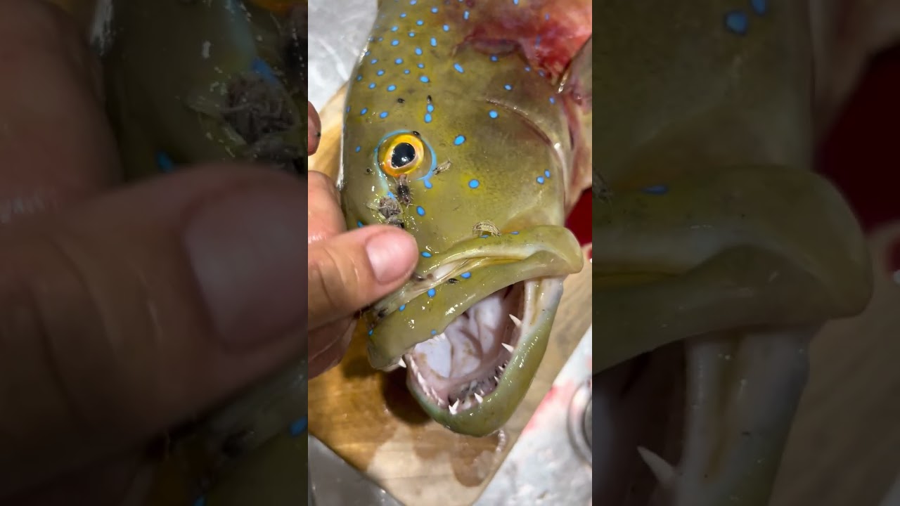 Fish Committed Suicide… This is WHY!
