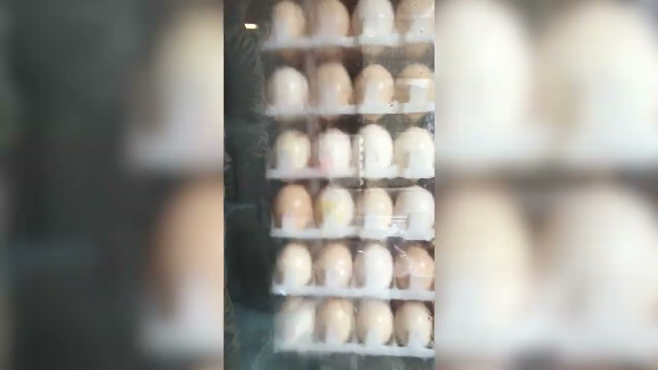 Batch Egg Washer Mach-C solutions