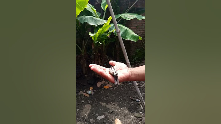 ternyata,,, burung emprit bisa pura pura mati,,