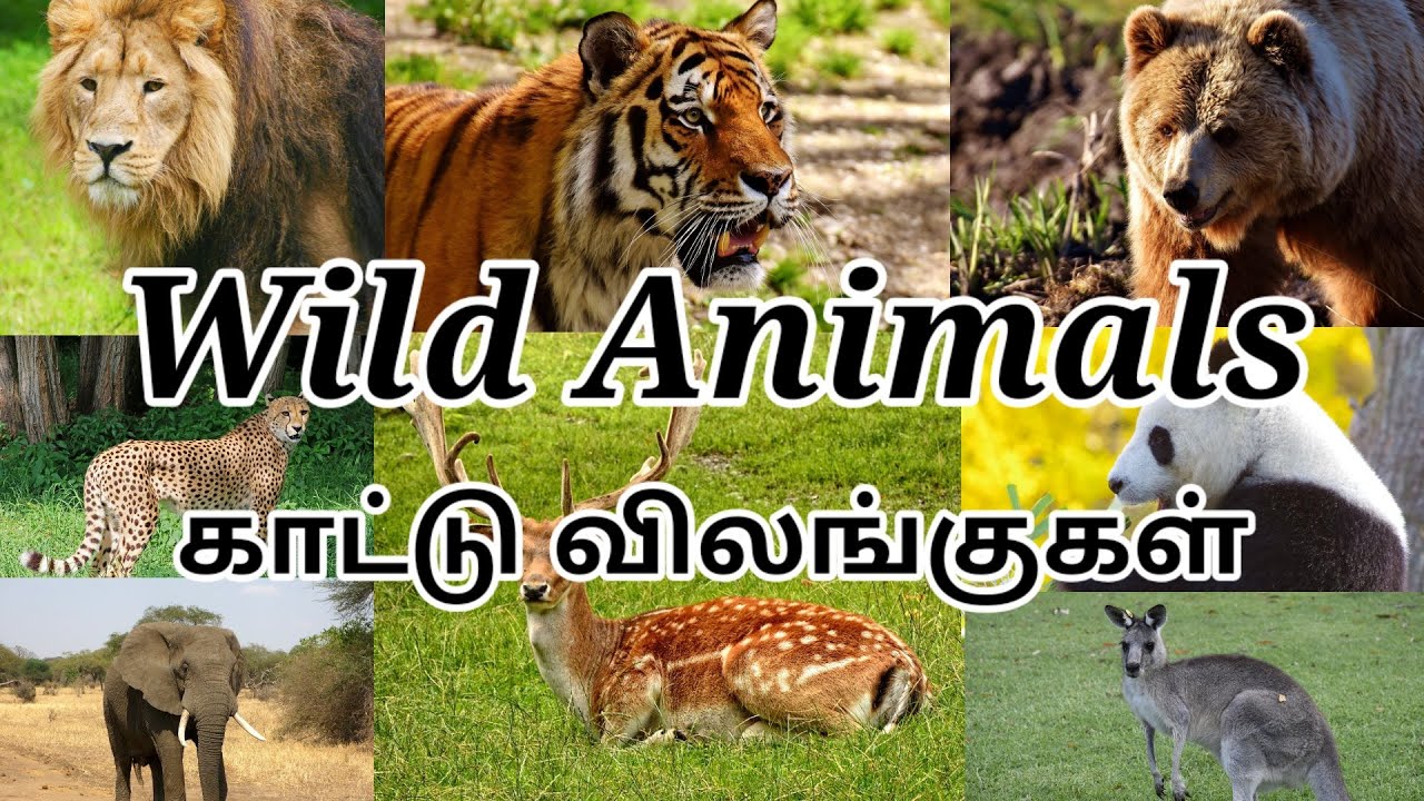 Wild Animals | Wild animals name in tamil and english | காட்டு விலங்குகள் -  YouTube