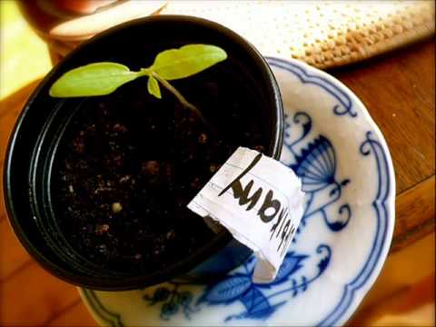 How to Grow Tomatoes Song - YouTube